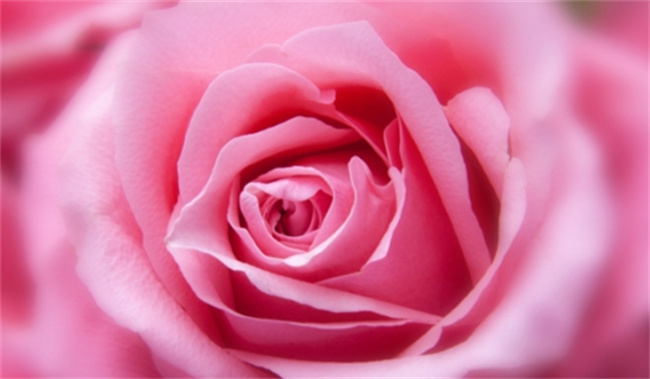 16朵粉色玫瑰花代表什么意思 粉色玫瑰花的花语是什么