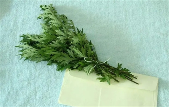 艾草要端午采摘的原因是什么 端午后采摘的艾叶有毒嘛