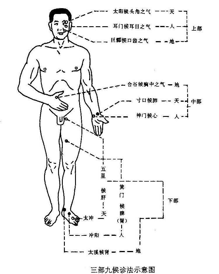 脉诊的部位