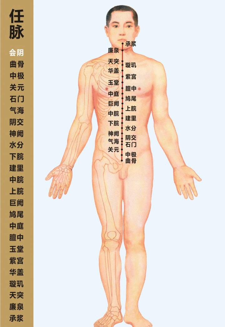 最全经络高清动图,再也不怕找不到穴位了!