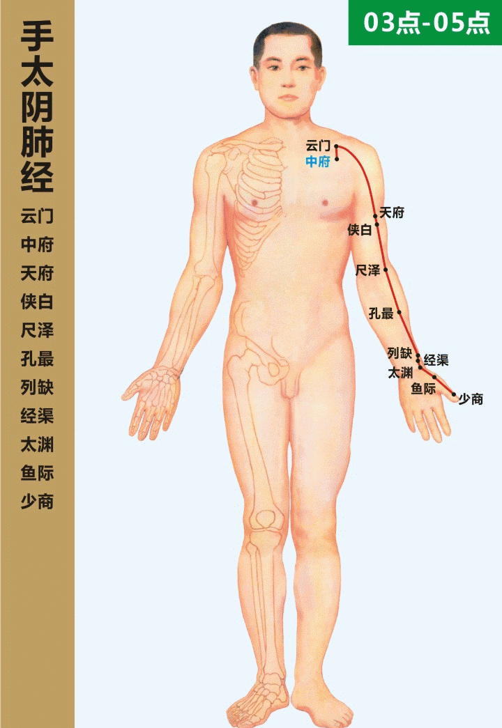 最全经络高清动图,再也不怕找不到穴位了!