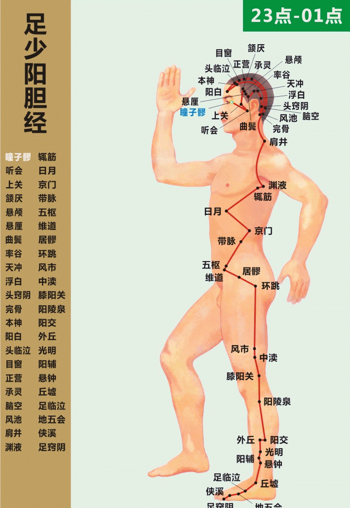 最全经络高清动图,再也不怕找不到穴位了!