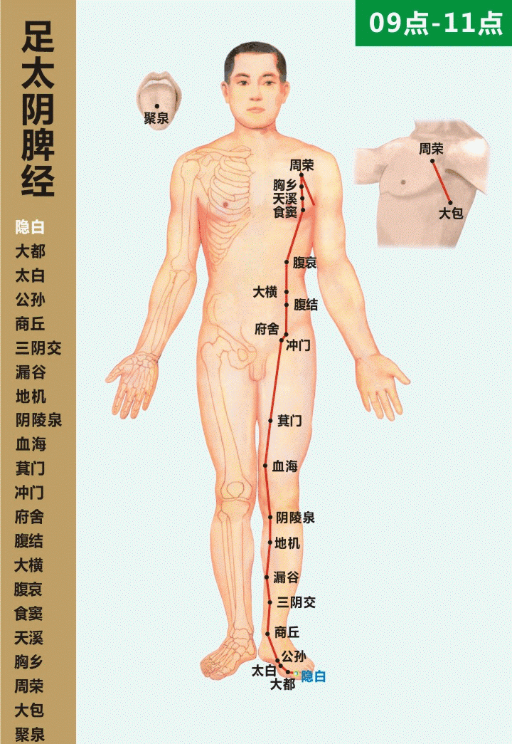 最全经络高清动图,再也不怕找不到穴位了!