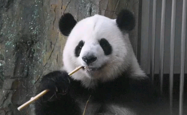 丫丫一到家就被竹子包围了 现在的丫丫有多幸福?