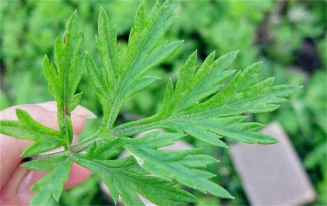 艾草要端午采摘的原因是什么 端午后采摘的艾叶有毒嘛