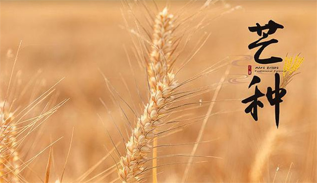 芒种忙什么 什么是芒种?
