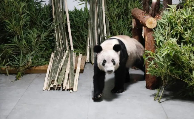 丫丫一到家就被竹子包围了 现在的丫丫有多幸福?