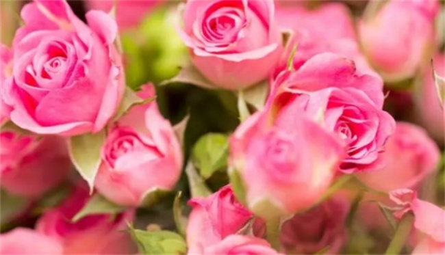 16朵粉色玫瑰花代表什么意思 粉色玫瑰花的花语是什么