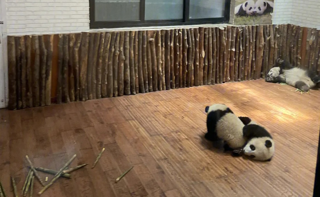 丫丫加入西直门群聊 你还分得清丫丫吗?