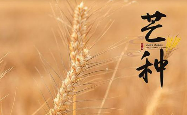 芒种养生饮食重点是什么 芒种养生要注意吃些什么?