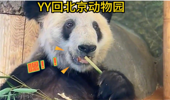 丫丫回到北京动物园 为什么暂不对外展出?