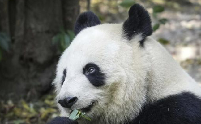 探望隔离满月的丫丫 丫丫现在怎么样了?