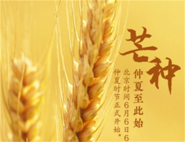 小麦和玉米哪个属于有芒物 芒种还有哪些农作物?