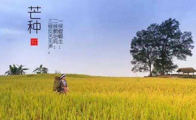 芒种养生饮食重点是什么 芒种养生要注意吃些什么?