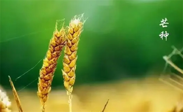 芒种下雨对农业的影响有哪些?