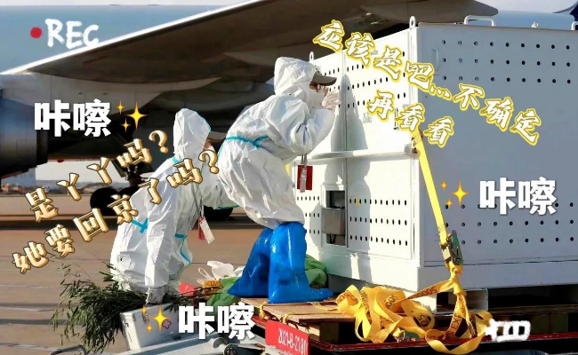 丫丫即将启程回北京 丫丫这次是真正回家了吗?