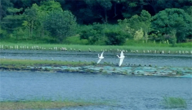 湿地又被称为什么 湿地是指什么