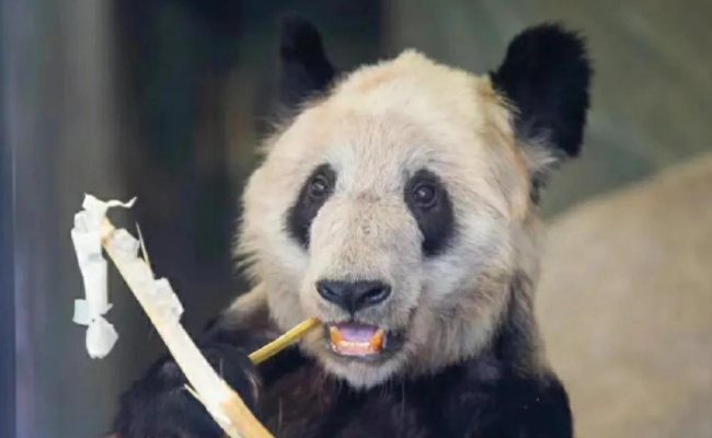 丫丫即将启程回北京 丫丫这次是真正回家了吗?
