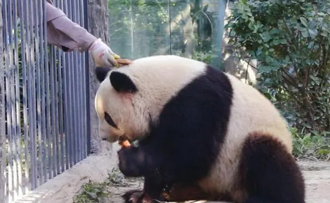 丫丫回北京将和萌兰做邻居 是萌丫丫组合吗?