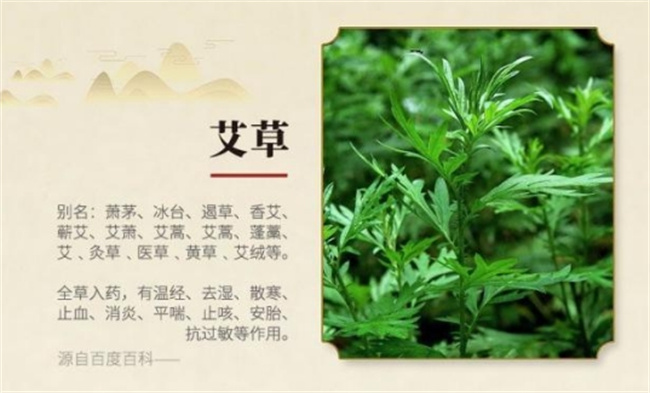 端午后的艾叶可以吃吗 端午后的艾叶还有药用价值吗
