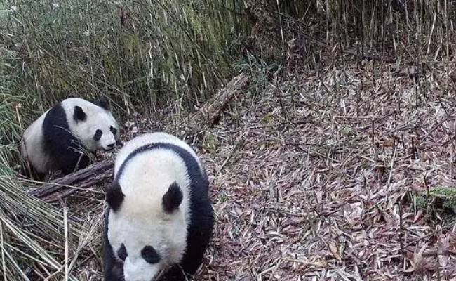 白色大熊猫与大熊猫罕见同框 这项发现的意义有多大?