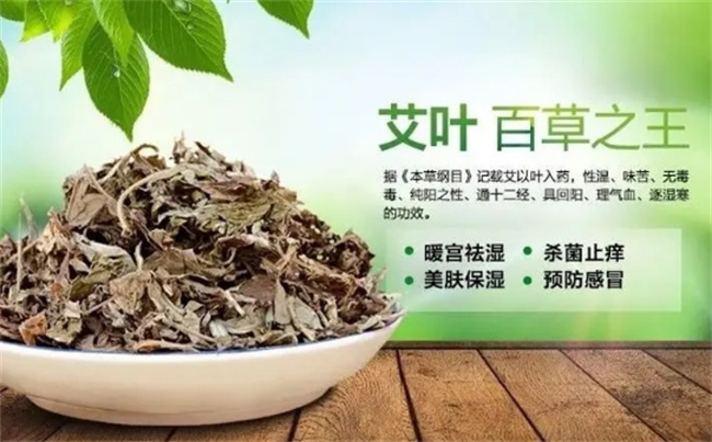 端午后的艾叶可以吃吗 端午后的艾叶还有药用价值吗