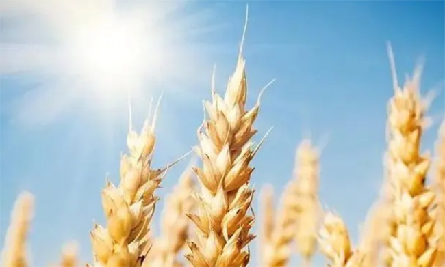 芒种忙什么 什么是芒种?