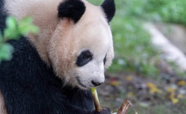 丫丫回北京将和萌兰做邻居 是萌丫丫组合吗?