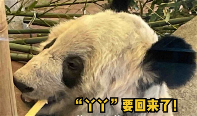 丫丫回到北京动物园 为什么暂不对外展出?