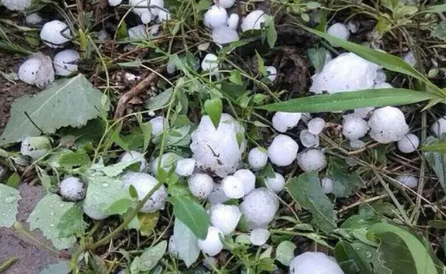辽宁多地遭遇雹灾 造成了什么影响
