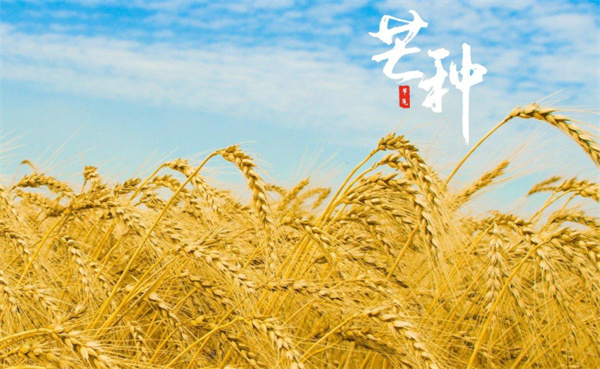 芒种下雨对农业的影响有哪些?