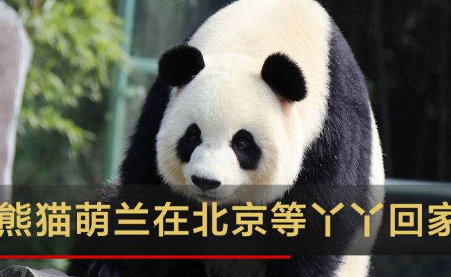 丫丫回北京将和萌兰做邻居 是萌丫丫组合吗?