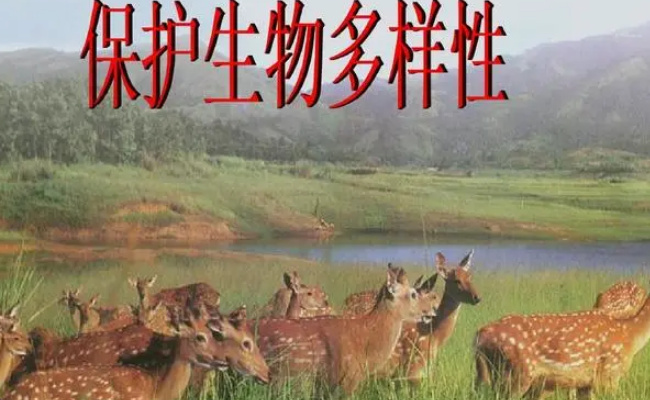 今天国际生物多样性日 国际生物多样性日的意义?