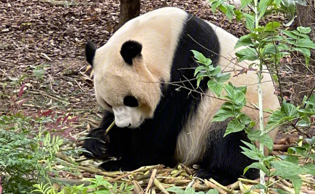 丫丫加入西直门群聊 你还分得清丫丫吗?