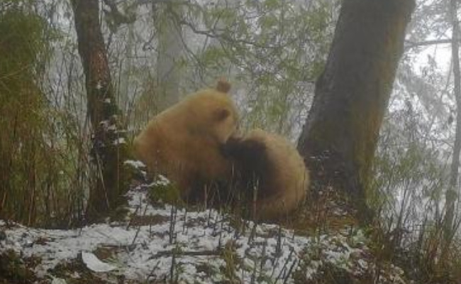 全球唯一白色大熊猫野外撒欢 白色大熊猫在哪里?