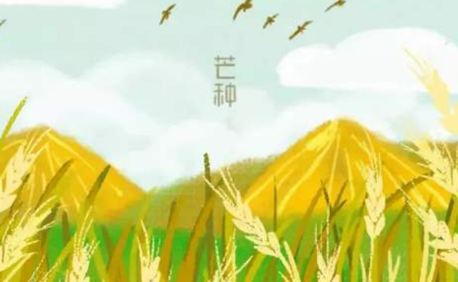 芒种养生饮食重点是什么 芒种养生要注意吃些什么?