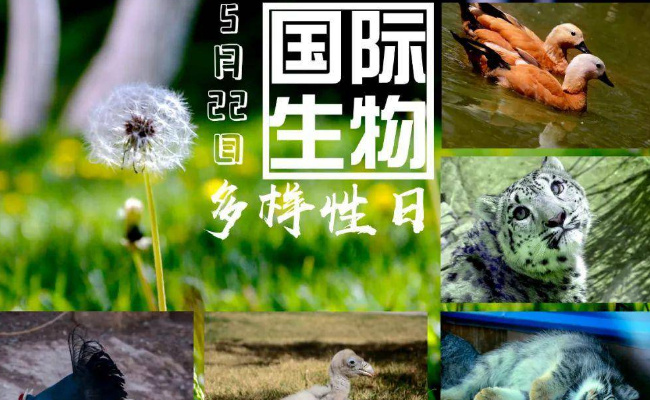 今天国际生物多样性日 国际生物多样性日的意义?