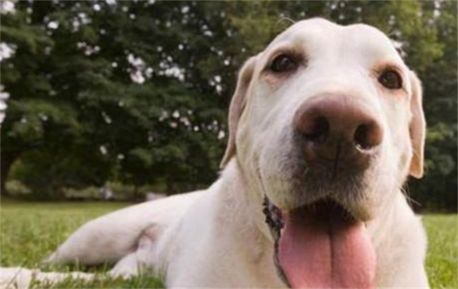 金毛犬Vs拉布拉多犬 选谁最合适