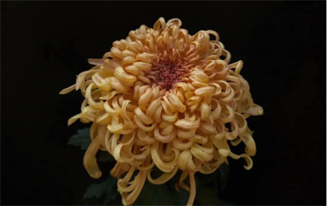 菊花代表什么 菊的含义和象征意义