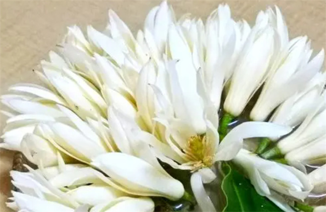 白兰花花语 白兰花寓意和典故