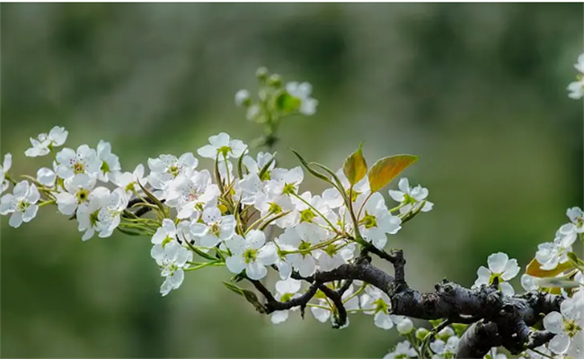 一月开什么花 一月的代表花有哪些
