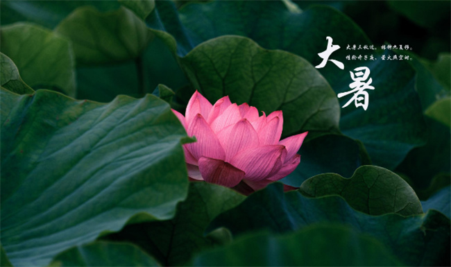 大暑是哪天大暑的气候有哪些特点