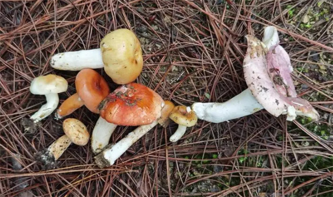 菌子中毒有什么症状 菌子中毒应怎么处理