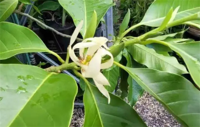 白兰花花语 白兰花寓意和典故