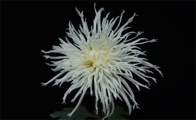 菊花代表什么 菊的含义和象征意义