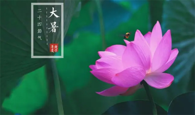 大暑是哪天大暑的气候有哪些特点